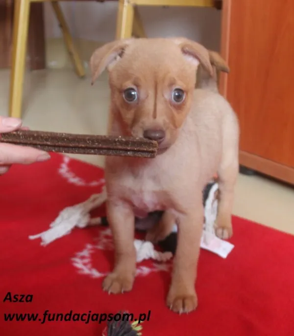 Pies do adopcji, Nowy Dwór Mazowiecki, 24 czerwca 2025 (1/4)