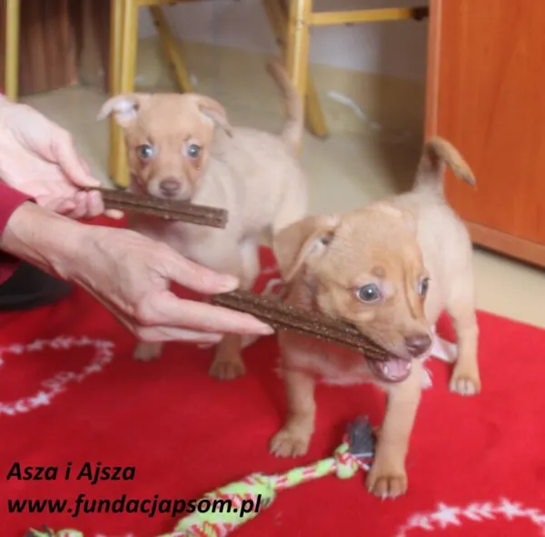 Pies do adopcji, Nowy Dwór Mazowiecki, 24 czerwca 2025 (2/4)