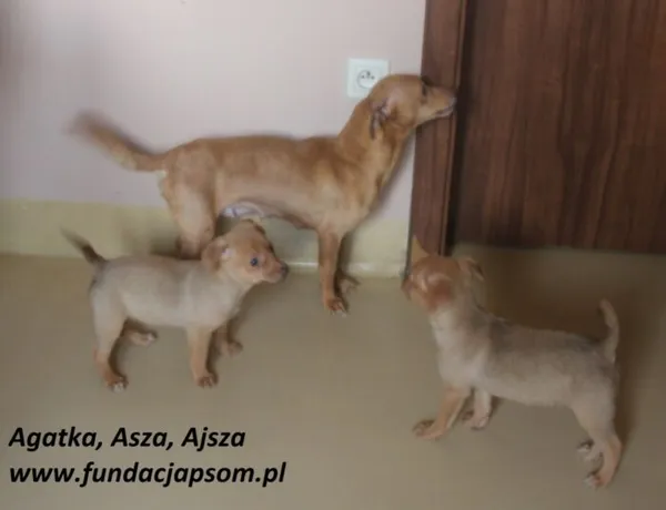 Pies do adopcji, Nowy Dwór Mazowiecki, 24 czerwca 2025 (4/4)