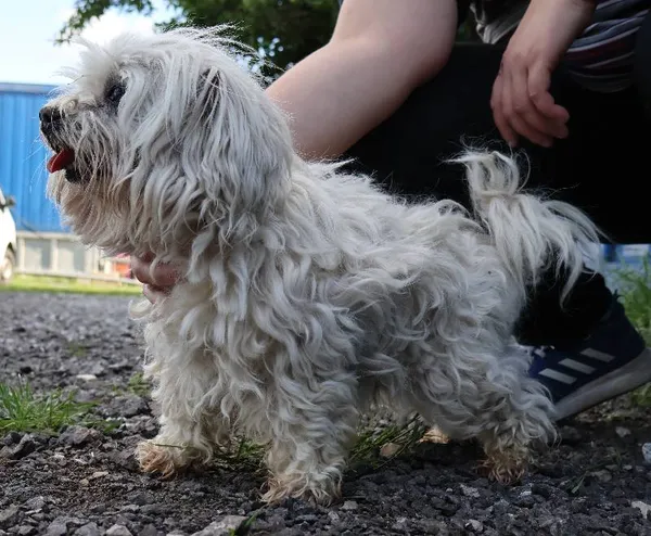 Znaleziono psa, Łódź, 24 czerwca 2025 (1/2)