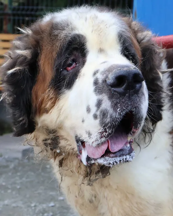 Znaleziono psa, Łódź, 23 czerwca 2025 (1/5)