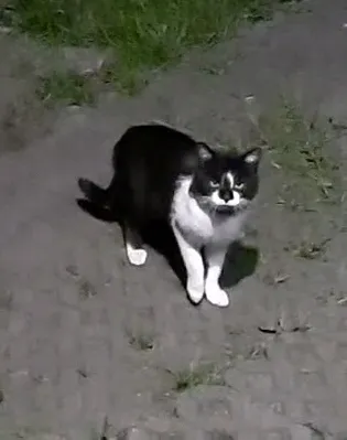 Znaleziono kota, Dąbrowa Górnicza, Antoniów, 24 czerwca 2025