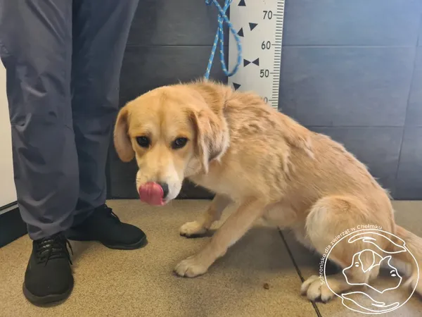 Pies do adopcji, Chełmek, 6 czerwca 2025