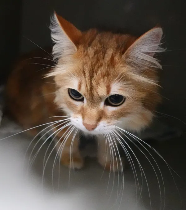 Znaleziono kota, Gdańsk, 24 czerwca 2025