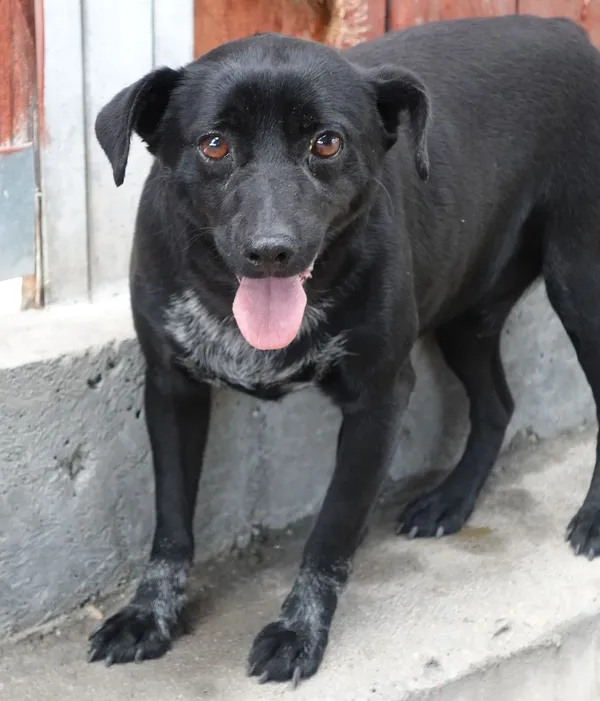 Znaleziono psa, Gdańsk, 24 czerwca 2025