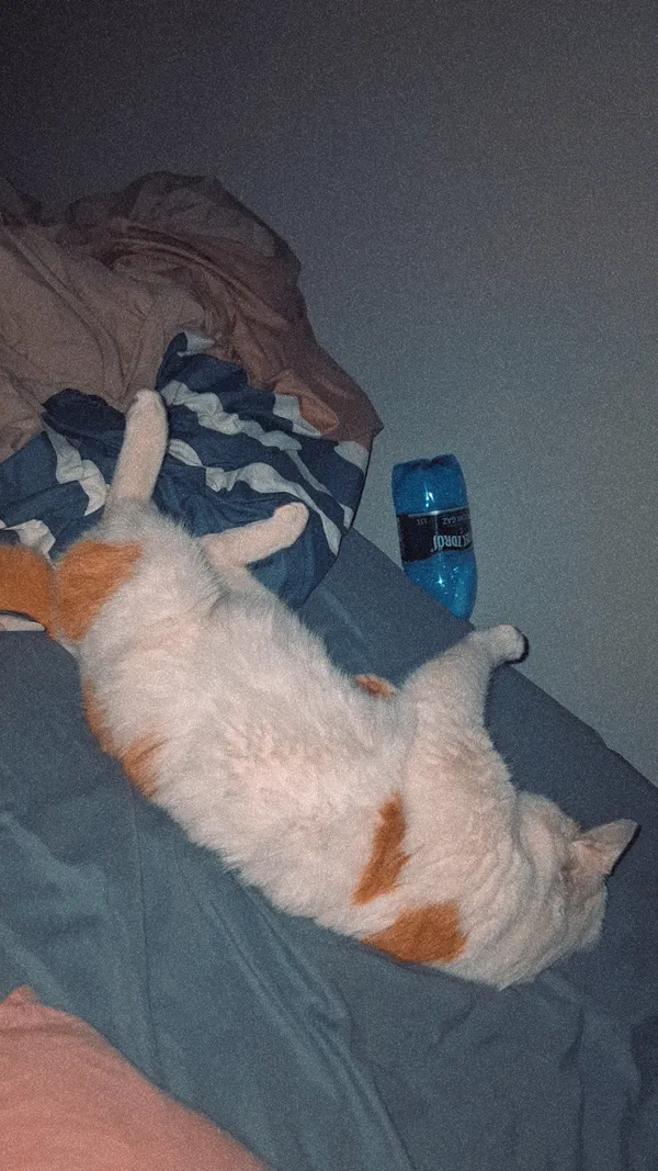 Zaginął kot, Korytnica, 24 czerwca 2025 (4/6)