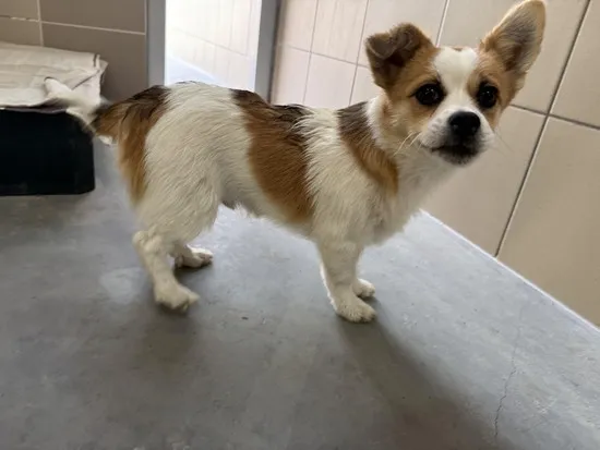 Pies do adopcji, Kraków, 23 czerwca 2025