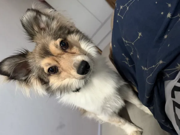 Zaginął pies, Gdańsk, Niedźwiednik, 25 czerwca 2025 (1/4)