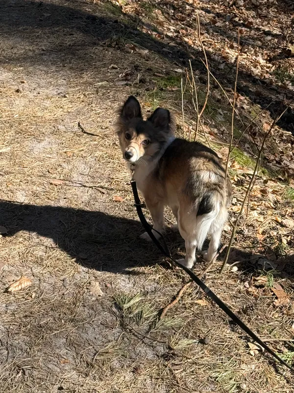 Zaginął pies, Gdańsk, Niedźwiednik, 25 czerwca 2025 (2/4)