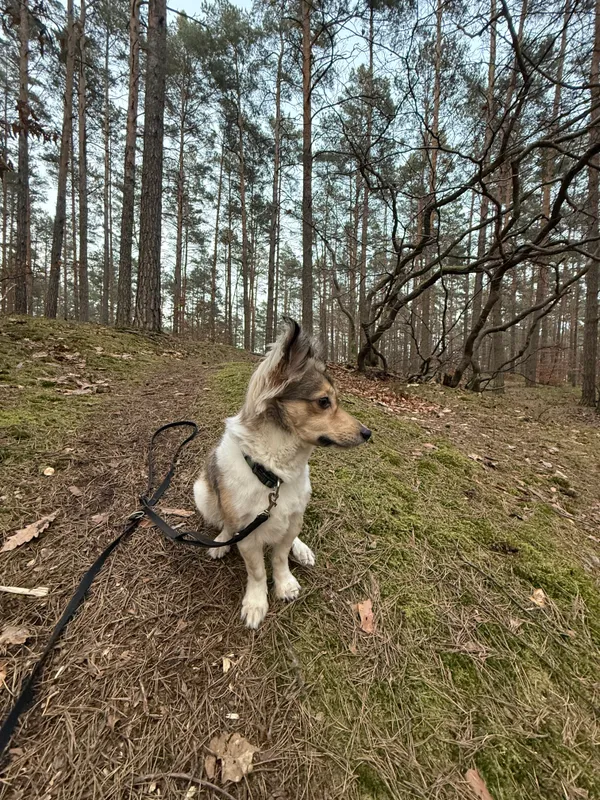 Zaginął pies, Gdańsk, Niedźwiednik, 25 czerwca 2025 (3/4)