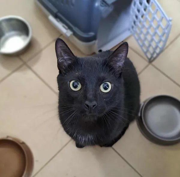 Kot do adopcji, Olsztyn, 4 czerwca 2025 (4/5)