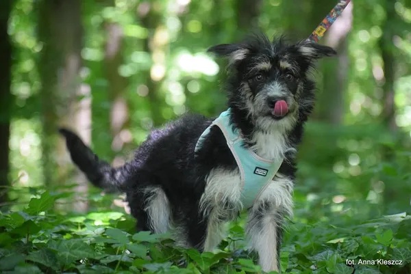 Znaleziono psa, Toruń, 3 czerwca 2025