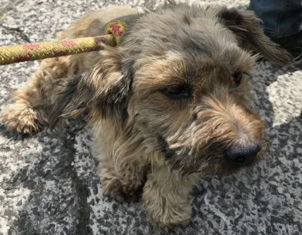 Znaleziono psa, Radom, 23 czerwca 2025