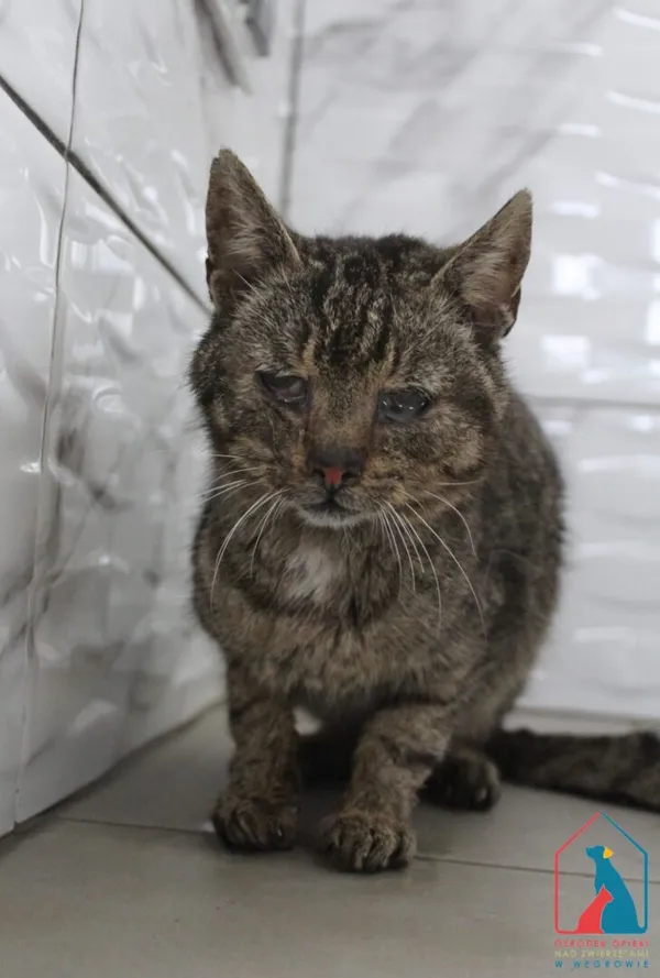 Kot do adopcji, Grudziądz, 21 czerwca 2025