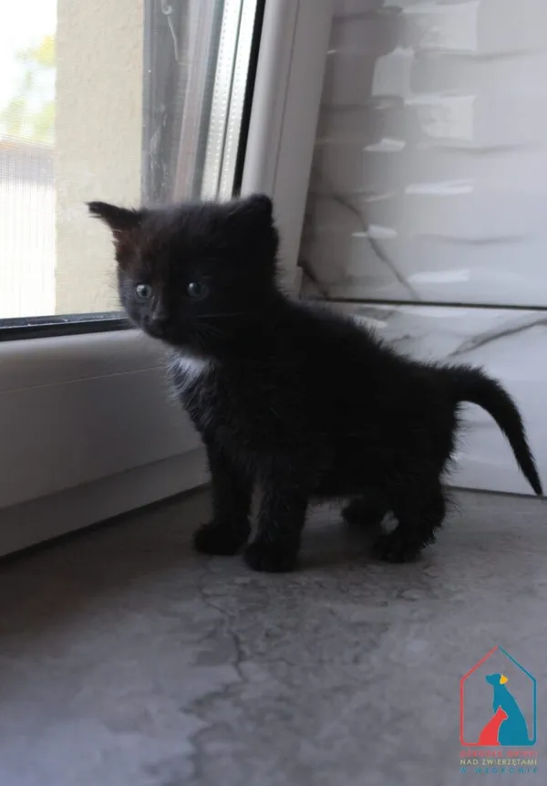 Kot do adopcji, Grudziądz, 18 czerwca 2025