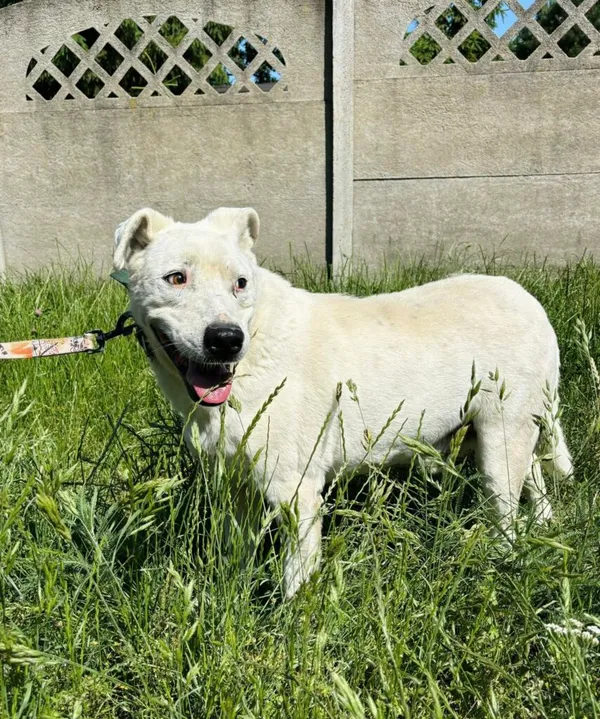 Pies do adopcji, Przyborówko, 24 czerwca 2025 (2/3)