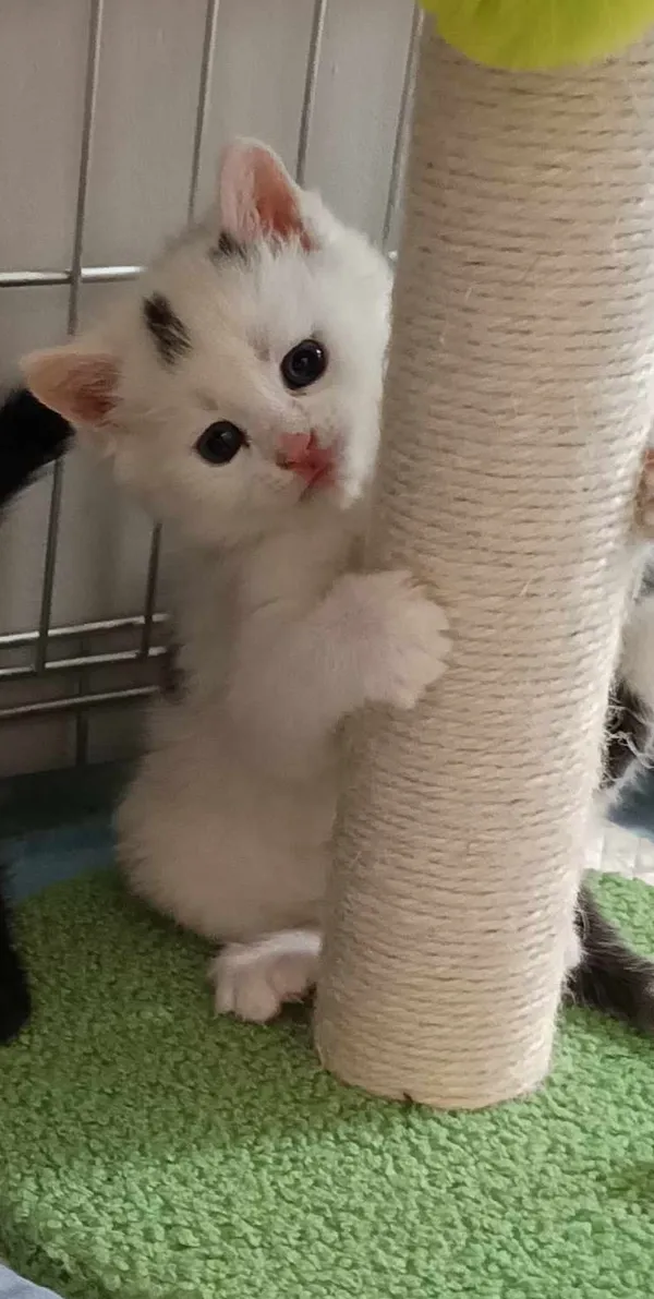 Kot do adopcji, Olsztyn, 1 czerwca 2025