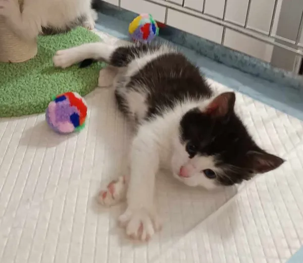 Kot do adopcji, Olsztyn, 1 czerwca 2025