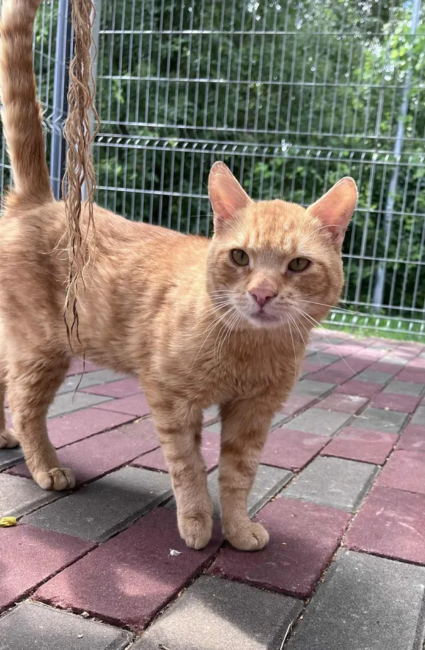 Kot do adopcji, Włocławek, 24 czerwca 2025 (1/5)