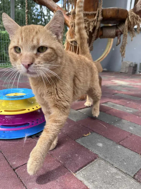 Kot do adopcji, Włocławek, 24 czerwca 2025 (2/5)