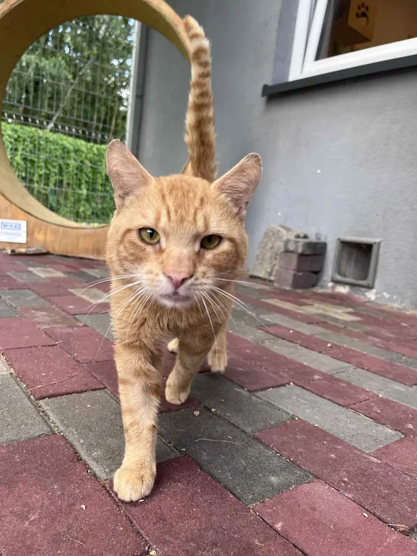 Kot do adopcji, Włocławek, 24 czerwca 2025 (3/5)