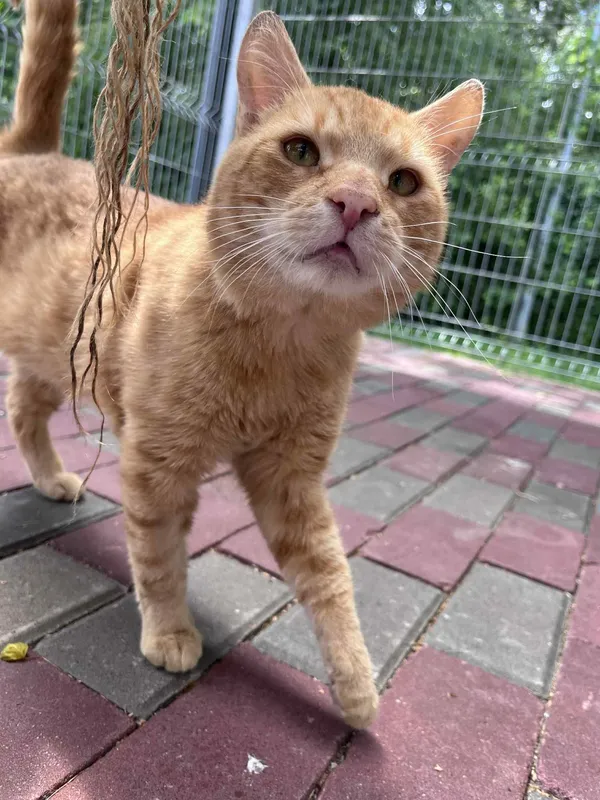 Kot do adopcji, Włocławek, 24 czerwca 2025 (4/5)