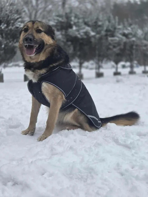 Pies do adopcji, Zgierz, 24 czerwca 2025 (2/5)