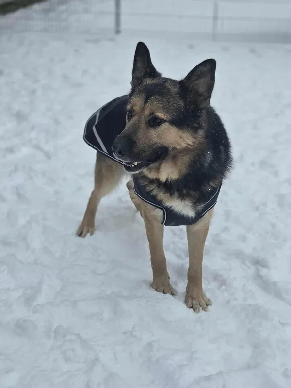 Pies do adopcji, Zgierz, 24 czerwca 2025 (3/5)