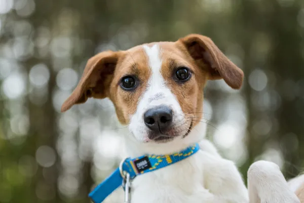 Pies do adopcji, Nowodwór, 24 czerwca 2025 (4/5)