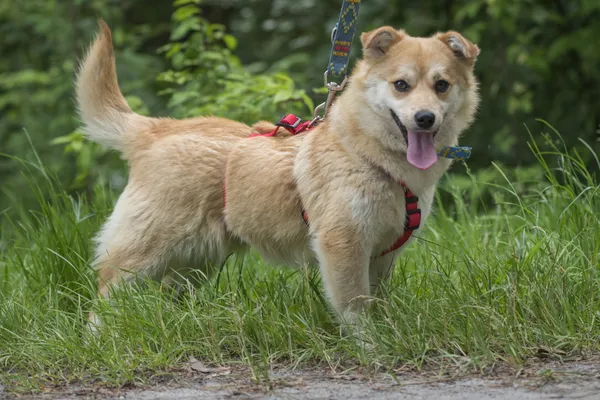 Pies do adopcji, Nowodwór, 24 czerwca 2025 (1/5)