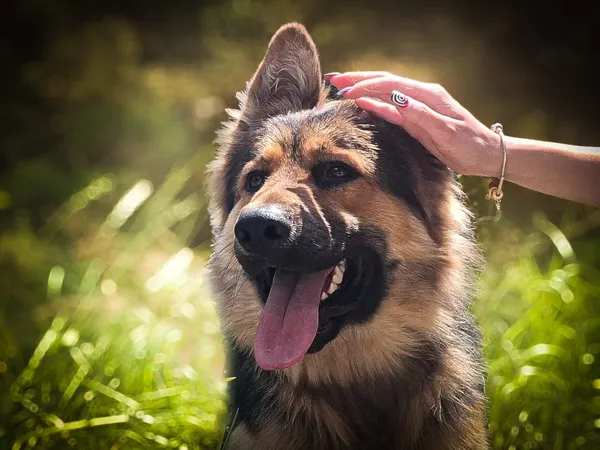 Pies do adopcji, Nowodwór, 24 czerwca 2025 (1/5)