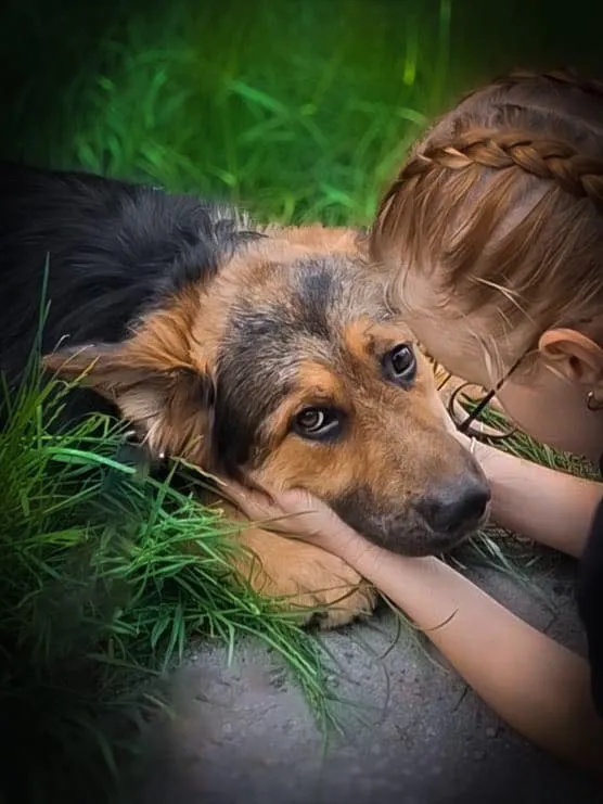 Pies do adopcji, Nowodwór, 24 czerwca 2025 (3/5)