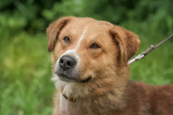 Pies do adopcji, Nowodwór, 24 czerwca 2025 (1/5)