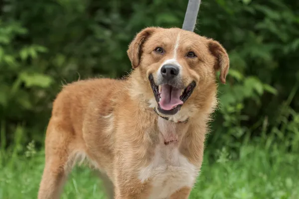 Pies do adopcji, Nowodwór, 24 czerwca 2025 (2/5)