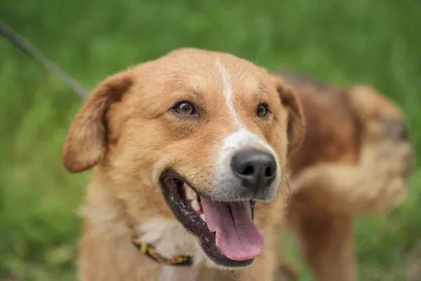 Pies do adopcji, Nowodwór, 24 czerwca 2025 (5/5)