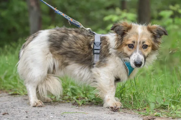 Pies do adopcji, Nowodwór, 24 czerwca 2025 (1/5)