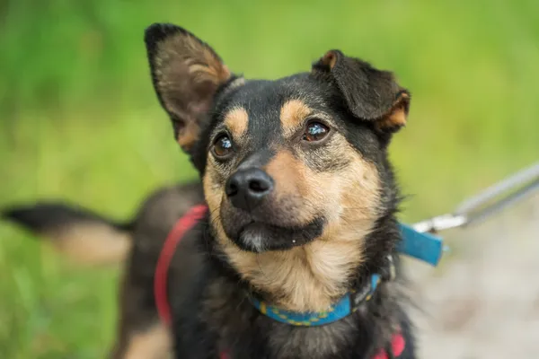 Pies do adopcji, Nowodwór, 24 czerwca 2025 (4/5)