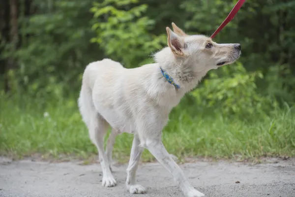 Pies do adopcji, Nowodwór, 24 czerwca 2025 (3/5)