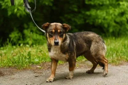 Pies do adopcji, Nowodwór, 24 czerwca 2025 (2/5)