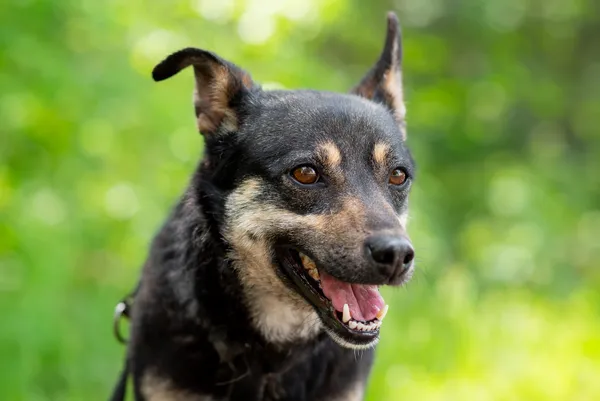 Pies do adopcji, Nowodwór, 24 czerwca 2025 (2/5)