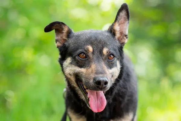 Pies do adopcji, Nowodwór, 24 czerwca 2025 (3/5)