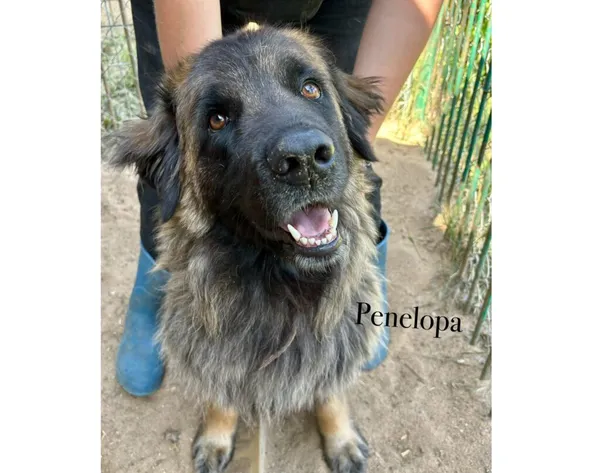 Pies do adopcji, Przyborówko, 15 września 2025 (3/5)