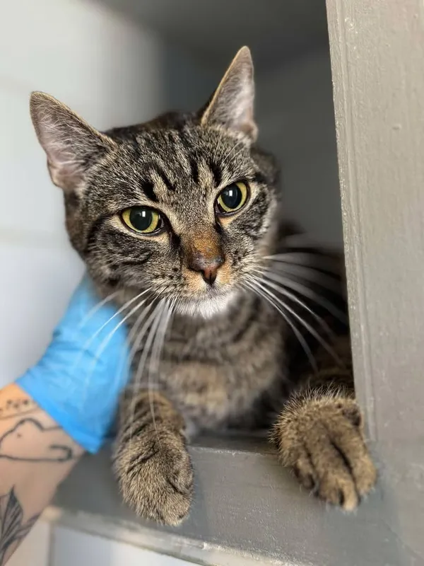 Znaleziono kota, Lublin, 24 czerwca 2025