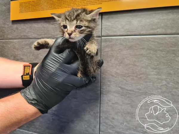 Znaleziono kota, Chełmek, 24 czerwca 2025