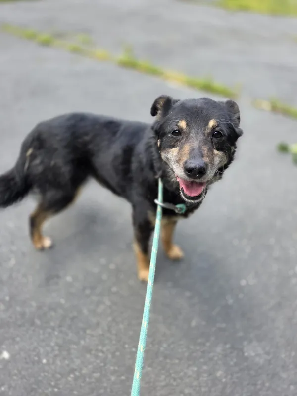 Pies do adopcji, Jelenia Góra, 2 czerwca 2025 (2/4)