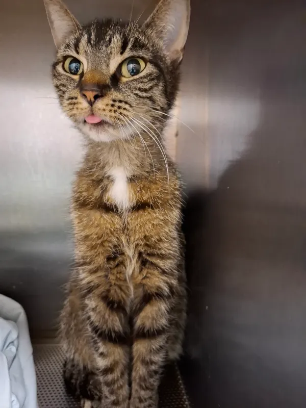 Znaleziono kota, Gdańsk, 25 czerwca 2025