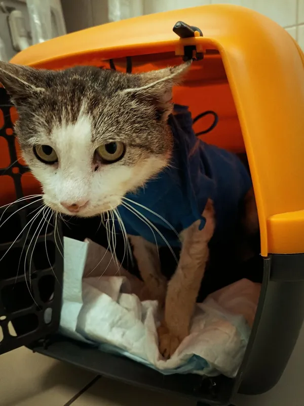 Znaleziono kota, Gdańsk, 24 czerwca 2025