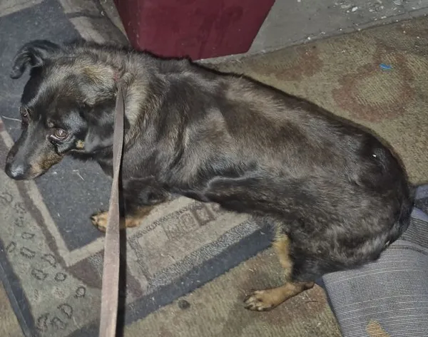 Znaleziono psa, Radom, 24 czerwca 2025