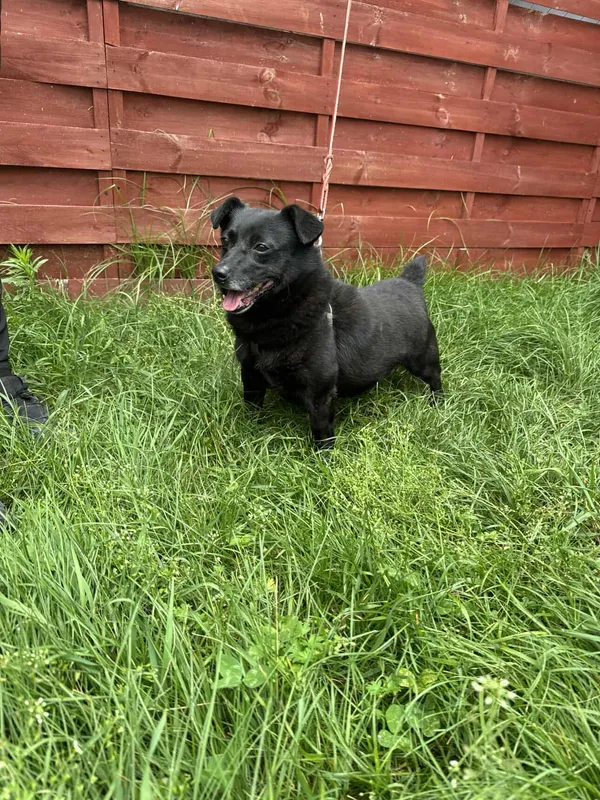 Znaleziono psa, Czartki, 25 czerwca 2025