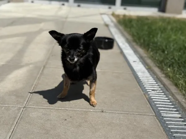 Pies do adopcji, Kraków, 10 czerwca 2025 (2/3)